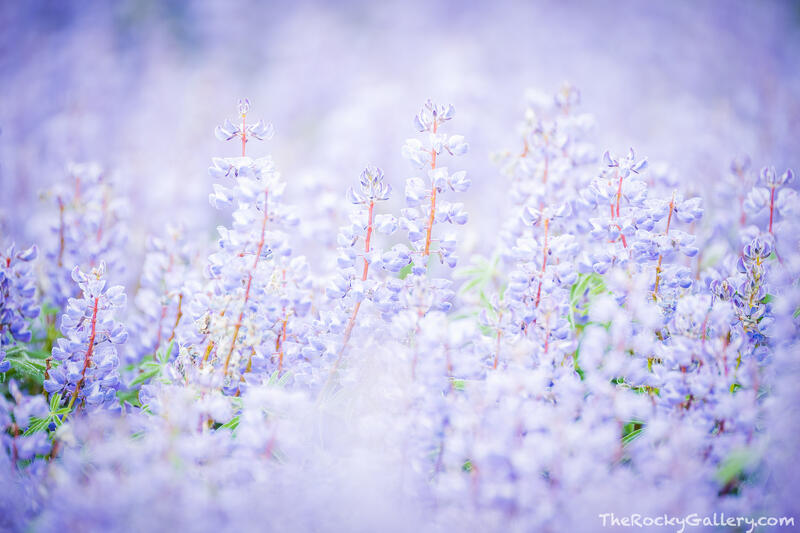 Lavender Dreams