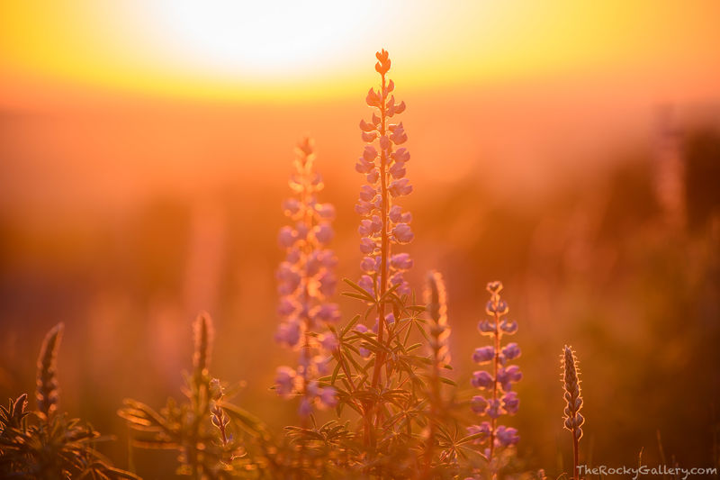 Silver Lupine Sunrise