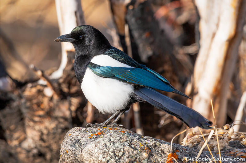 Black Billed Magpie - Moraine Park 