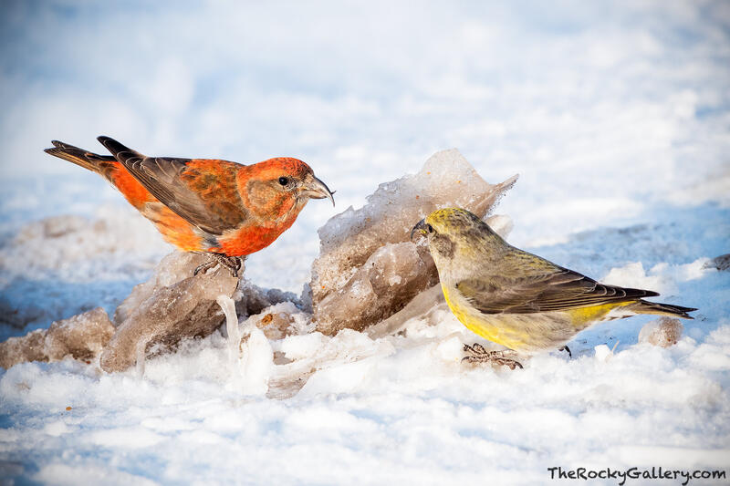 Male and Female Crossbill - Moraine Park 
