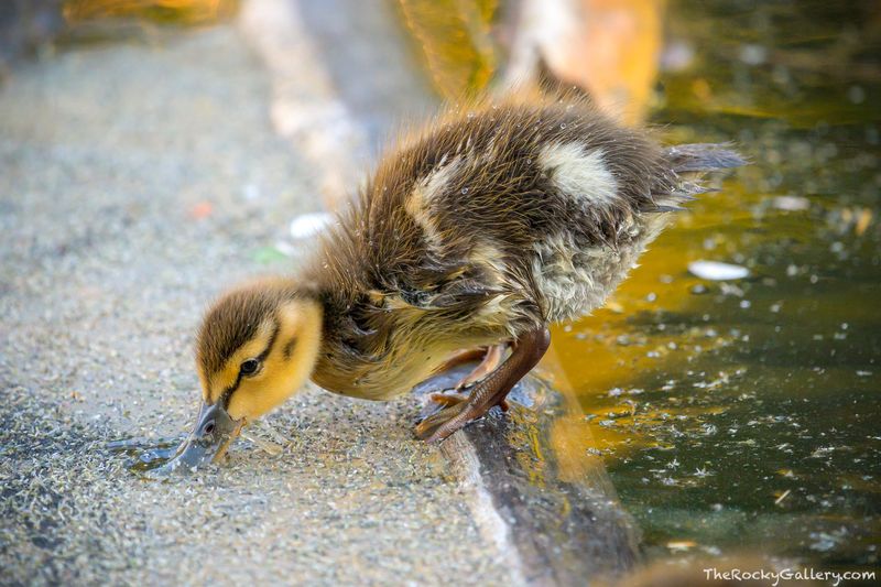 A Ducklings Dream 