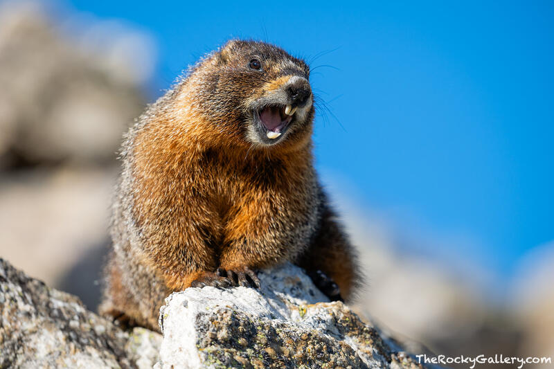Marmot Yell