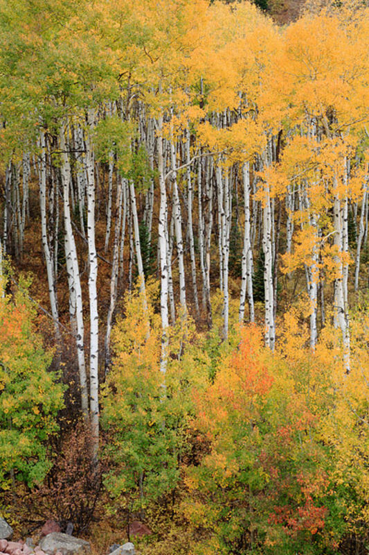 Colorado Fall Aspens