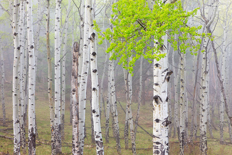 Mystical Aspens 