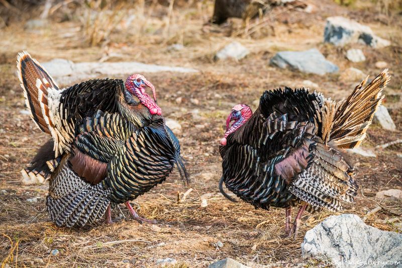 Two Toms 