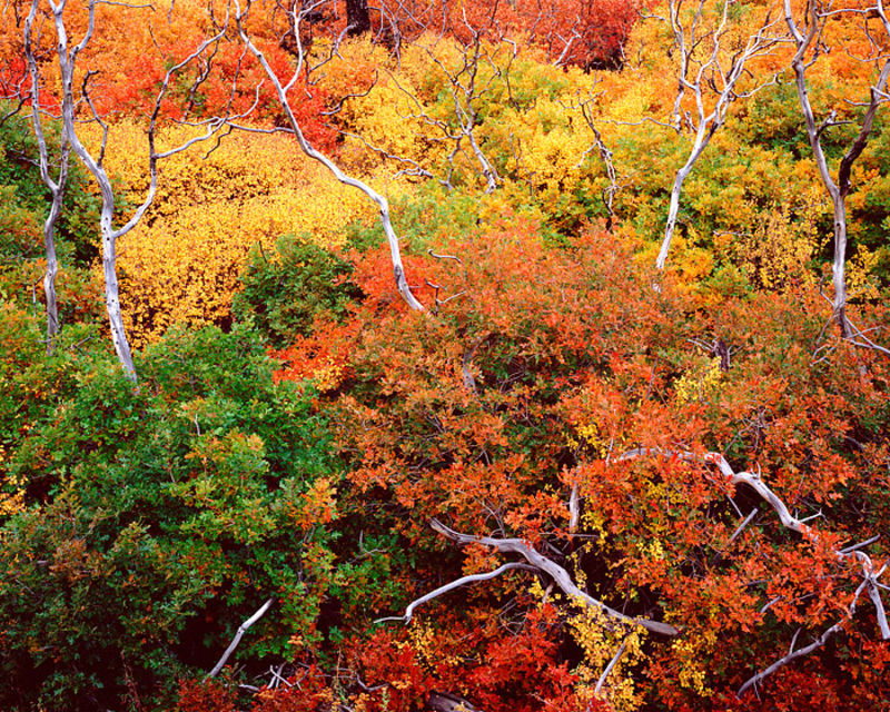 Mesa Verde Colors of the Ancients