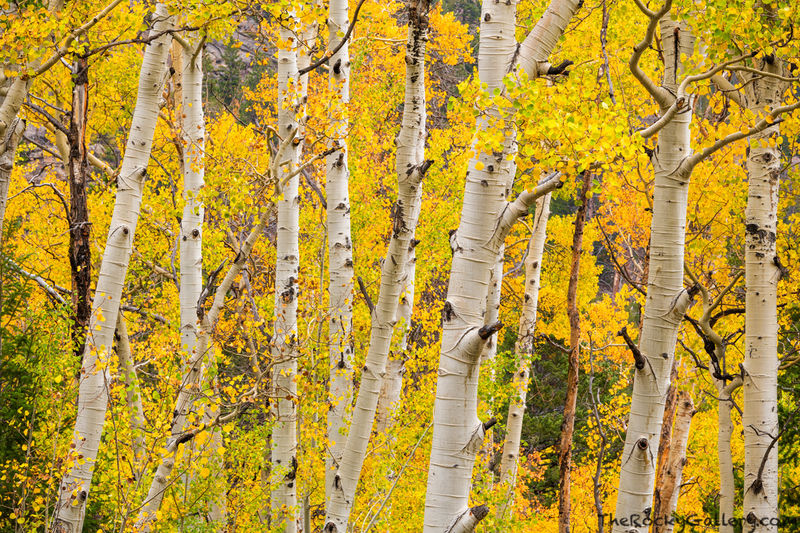 Mill Creek Aspens 