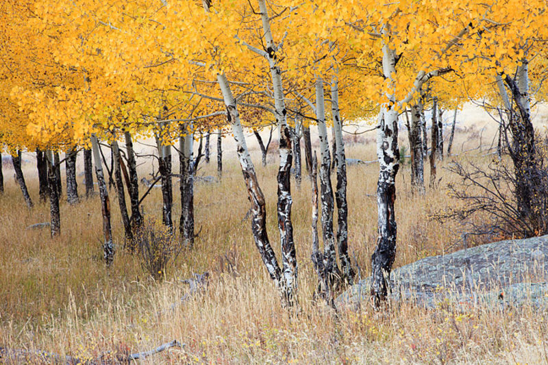 Autumn Aspen Umbrella