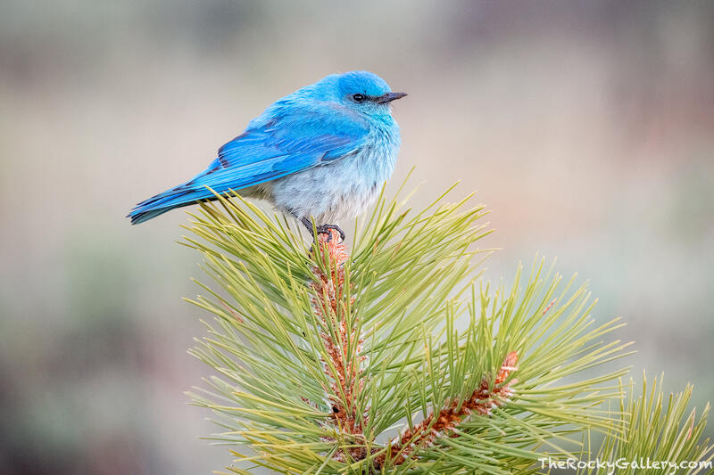 Mountain Bluebird On Pine 
