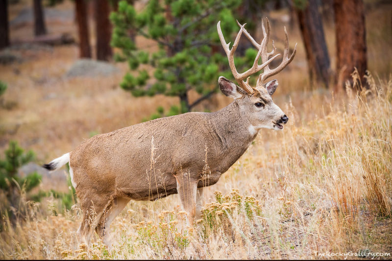 Muley Amongst The Ponderosas 