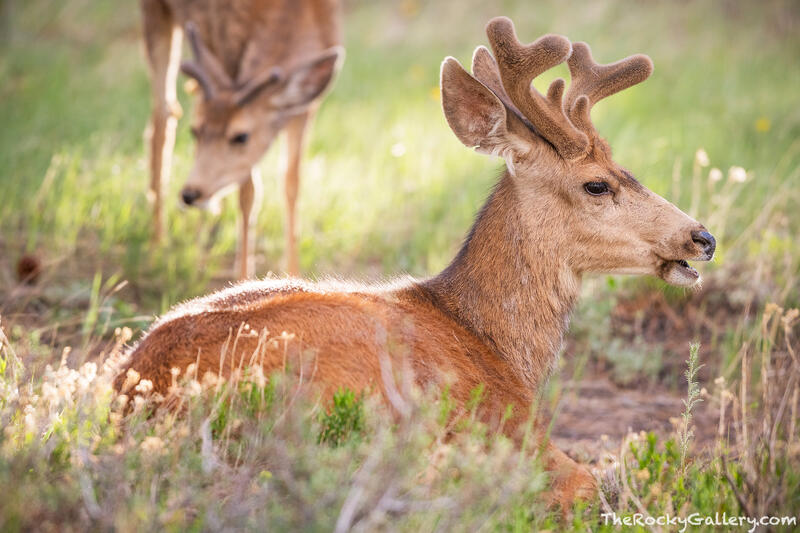 Spring Bucks 