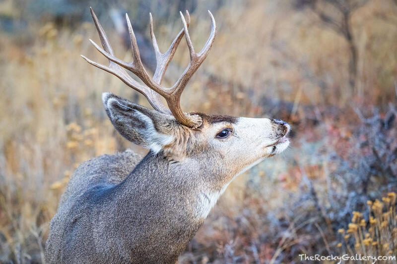 Only A Buck! 