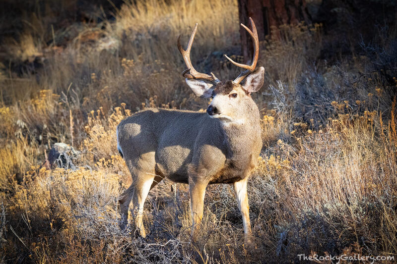 Hillside Buck