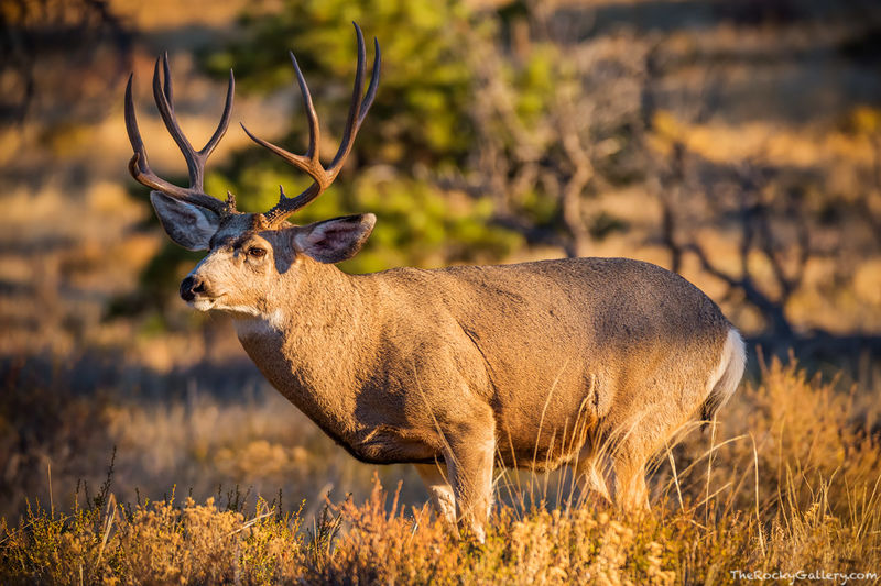 Watchful Buck 
