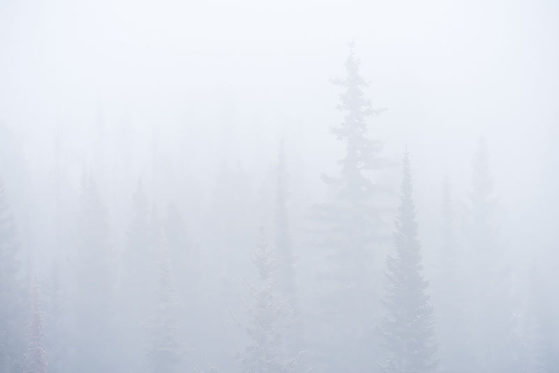 Forest In The Sky