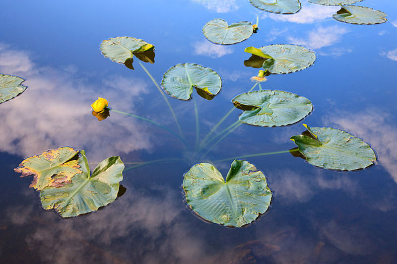 Pond Lillies And Clouds On Nymph Lake