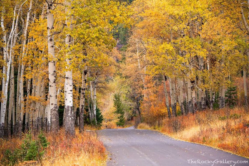 Autumn Along Old Fall River Road