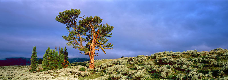 Wyoming Bonsai - Old Patriarch