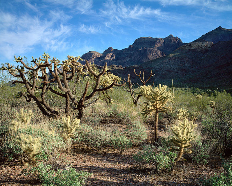 Cholla and Ajo Mountains