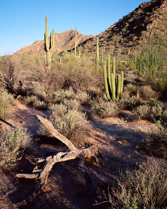 Skeletons of the Sonoran