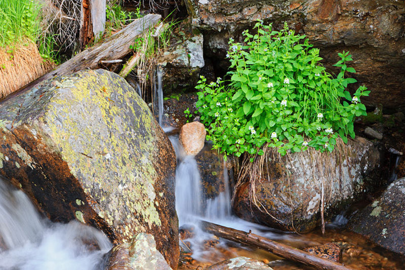 Spring Below Ouzel Falls
