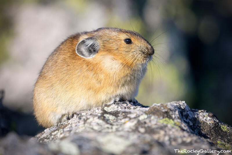 King Of The Rock Pile 