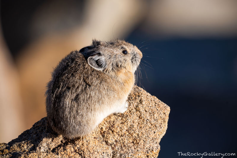 Rock Climber