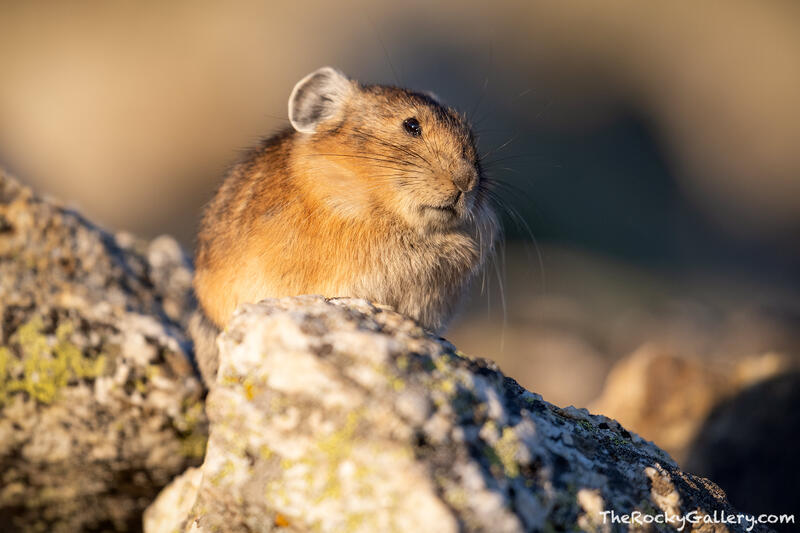 Who Are You And Why Are You On My Rock?