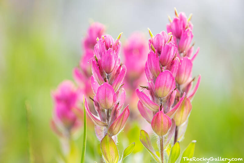 Mirrored Paintbrush 