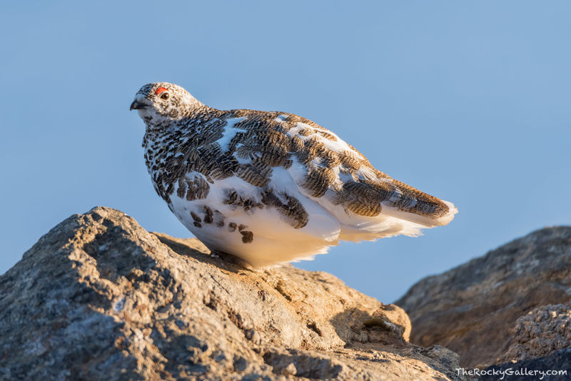 Molting Ptarmigan