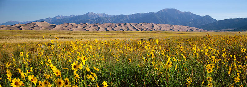 Sand Dunes and Sunflowers