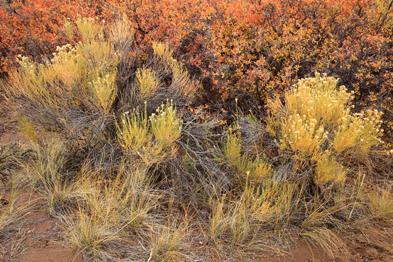 Sand Dunes Fall Tapestry 