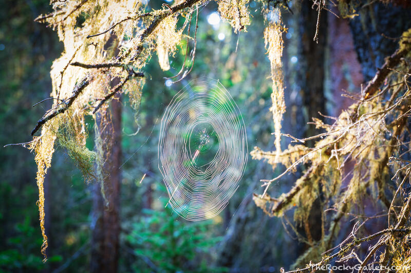 Old Man And His Web