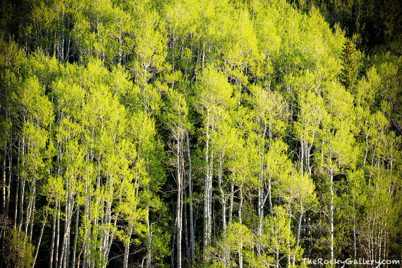 Key Lime Aspens 