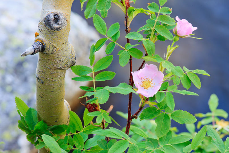 Wild Roses of Wild Basin 