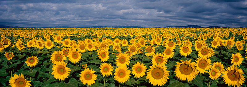 Sunflower Panorama #1