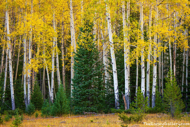 Timber Creek Autumn