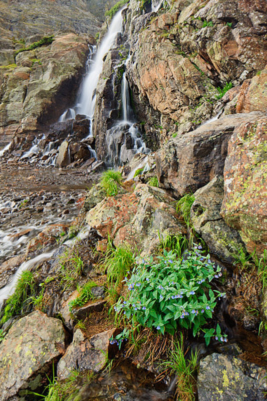 Timberline Falls And Mountain Bluebells