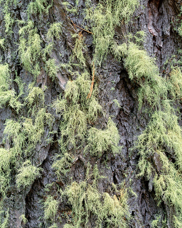 Moss on Spruce Tree - Wild Basin