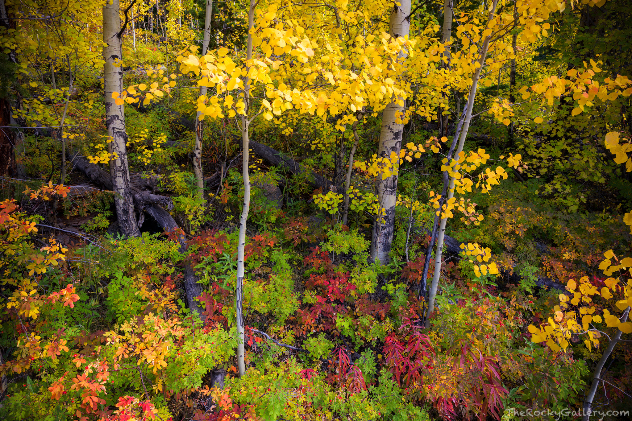 I&nbsp;was out hiking in Rocky Mountain National Park when I&nbsp;spied a potpourri of color on a hillside above Horseshoe Park...