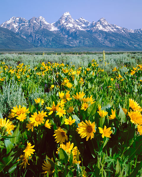 Wildflowers bloom in Antelope Flats along the base of the Grand Tetons. Antelope Flats is one of the best areas of Grand Teton...