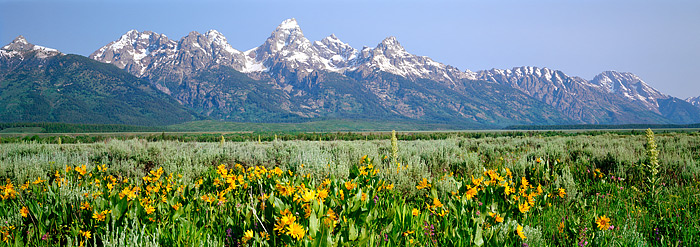 The Grand Tetons tower across the valley in this panoramic view from Antelope Flats. The wildflowers are blooming in this section...