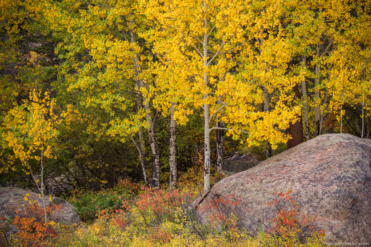 Along the banks of the Big Thompson River just on the outer edges of Moraine Park a colorful autumn scene had developed. With...