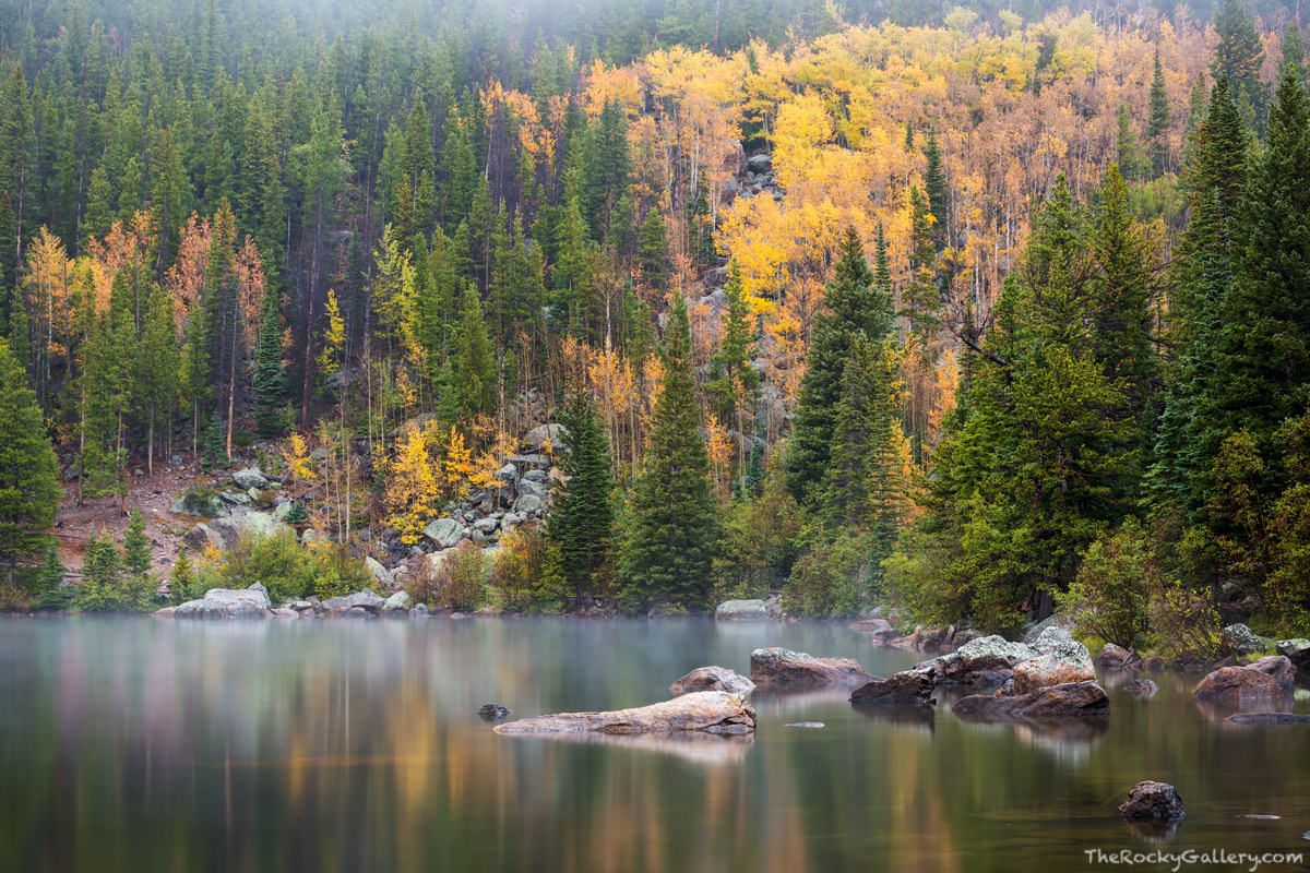 A light drizzle along with fog moves through the golden aspen trees just above Bear Lake on a cool September morning in Rocky...