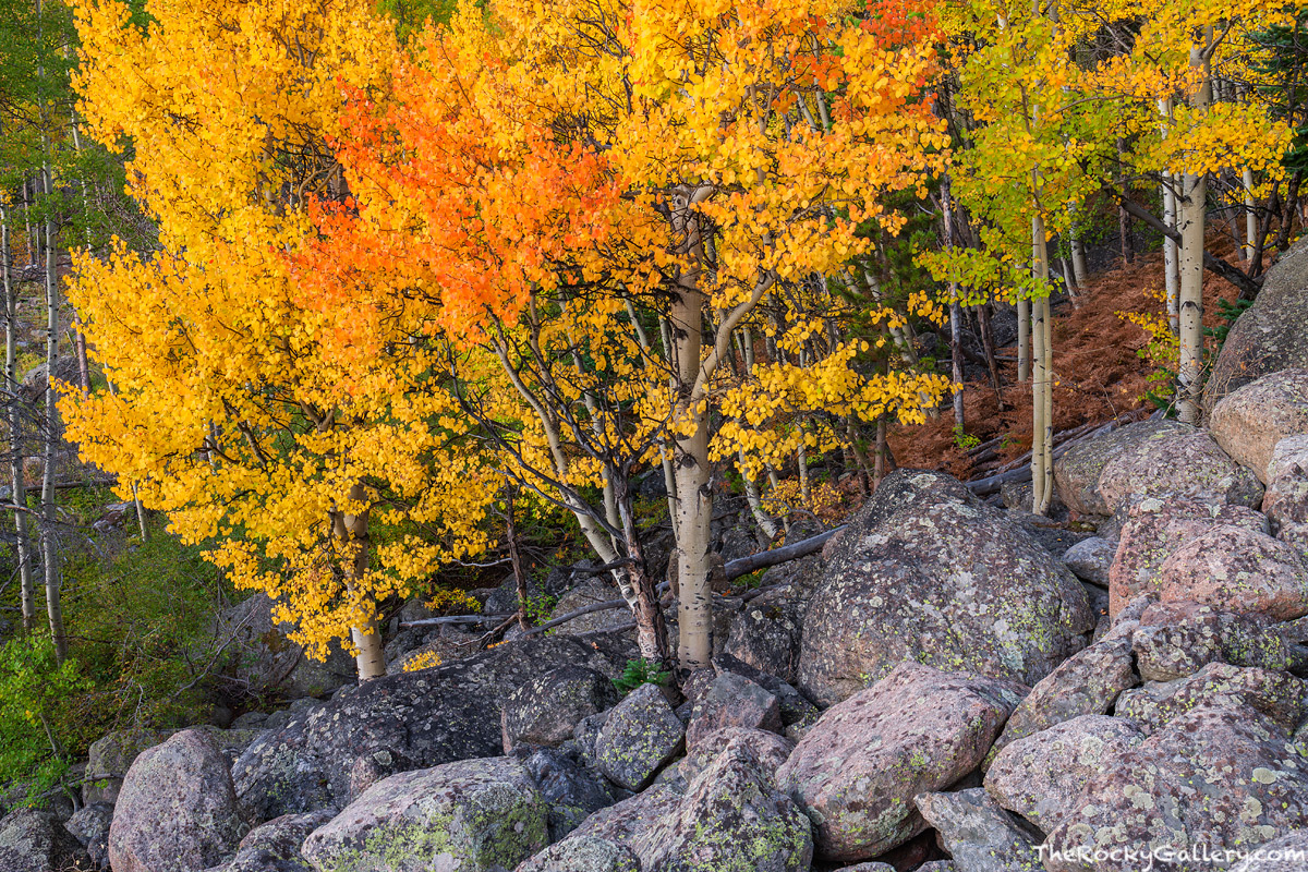 If you have ever driven along Bear Lake Road you have passed right by these aspen trees. Much of the year they are unremarkable...