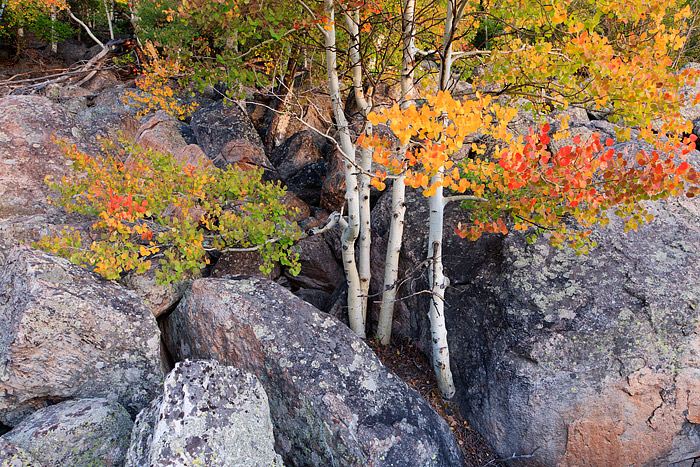 Four aspen boles placed amongst a hillside of large boulders help to produce an amazing aray of fall color. Golden yellow, orange...