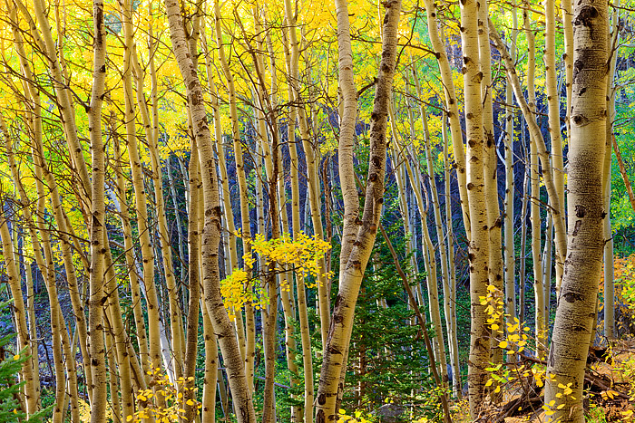 Aspen leaves become translucent as the turn golden during their autumn peak. Standing within an aspen grove with the sun above...