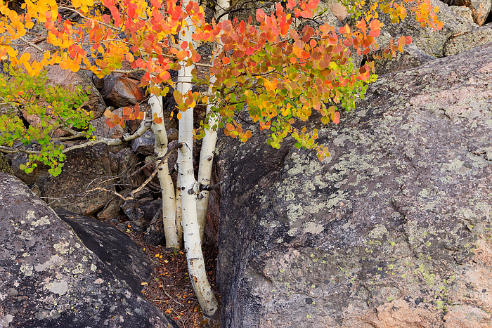 Along Bear Lake Road in Rocky Mountain National Park, there is a group of aspen trees that puts on a terrific display of autumn...