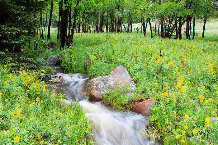 Golden Banner wildflowers dot the landscape as a small stream weaves through the spring aspen groves in Beaver Meadow. Springtime...