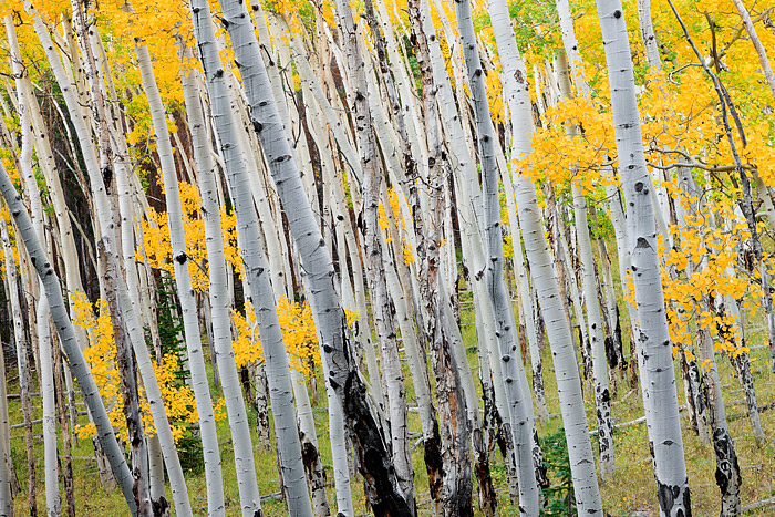 Fall Aspen's photographed growing on the side of the Bierstadt Moraine in Rocky Mountain National Park have a slight lean in...